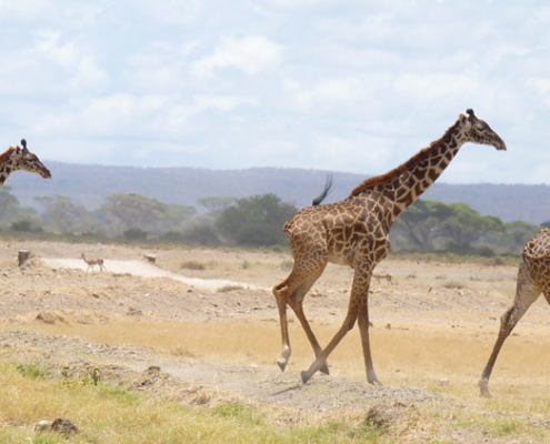 Balades Nieul Loisirs 2012 : le Kenya