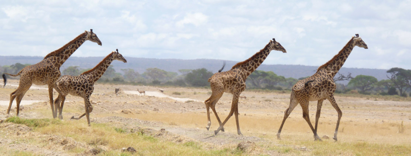 Balades Nieul Loisirs 2012 : le Kenya