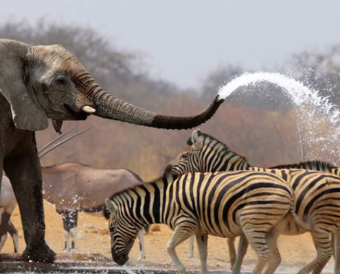 Balades Nieul Loisirs 2018 : l'Afrique du Sud