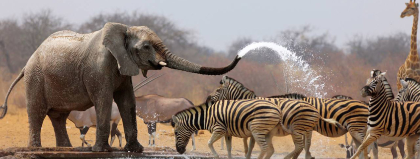 Balades Nieul Loisirs 2018 : l'Afrique du Sud