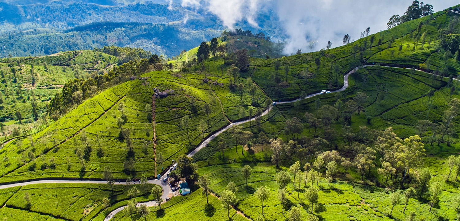 Sri Lanka: plantations de thé